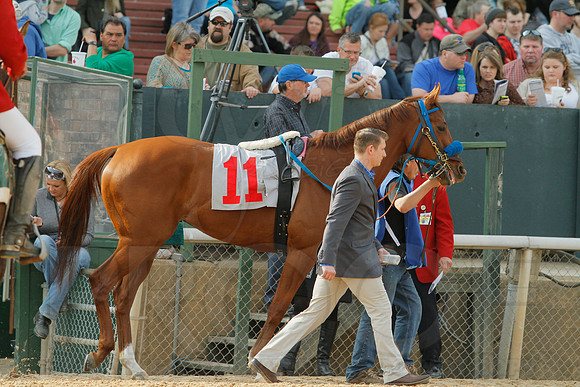 Honeybee Stakes (Grade III) 3-8-2014 (© Justin Manning) JWM_0103