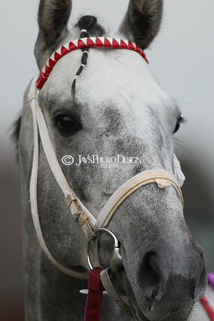 z190218_SouthwestStakesDay_Manning_1053