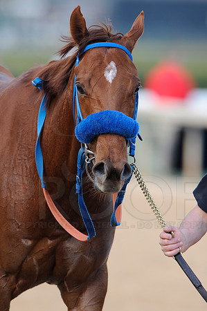 Honeybee Stakes (Grade III) 3-8-2014 (© Justin Manning) JWM_0884