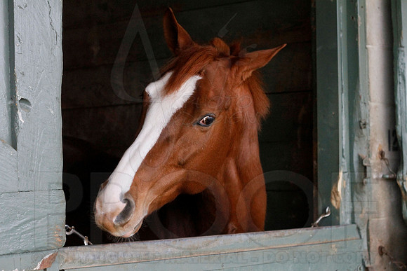Oaklawn 1-13-13 (Justin Manning)0004