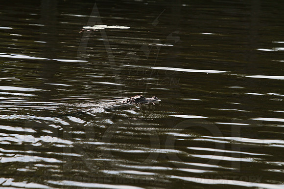 Vacation (Santee) 6-22-13 thru 6-28-13 0078