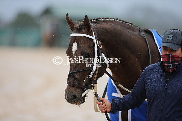 z210206_KingCottonStakesDay_Manning__0074