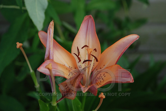 DSC_0055.JPG
