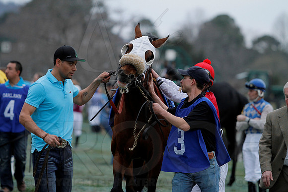 The 54th running of the Razorback Handicap 3-9-13 JWM0109 (©Justin Manning)