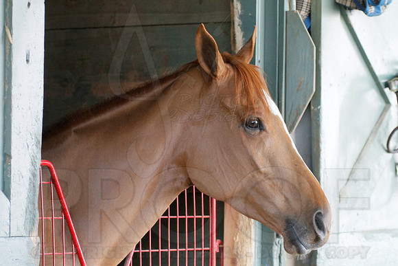 Oaklawn 1-11-13 (Justin Manning)0009