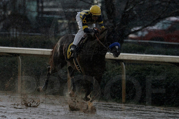 Oaklawn 2-18-13 (Southwest Stakes) (©Justin Manning)0206