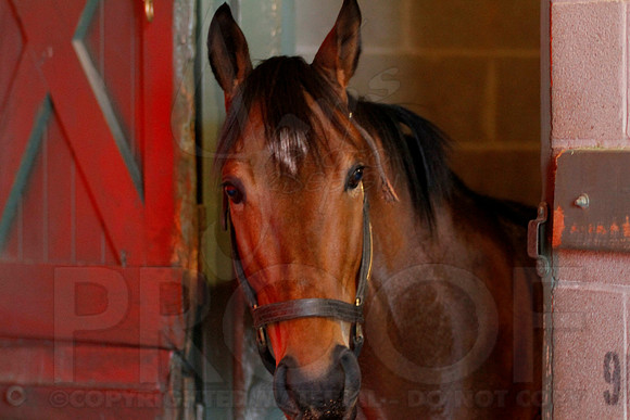 Oaklawn 1-11-13 (Justin Manning)0022