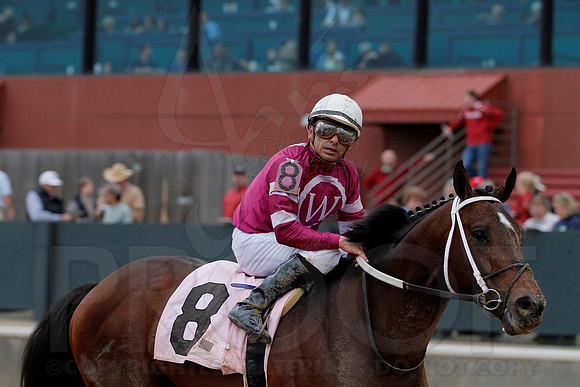 The 54th running of the Razorback Handicap 3-9-13 JWM0254 (©Justin Manning)