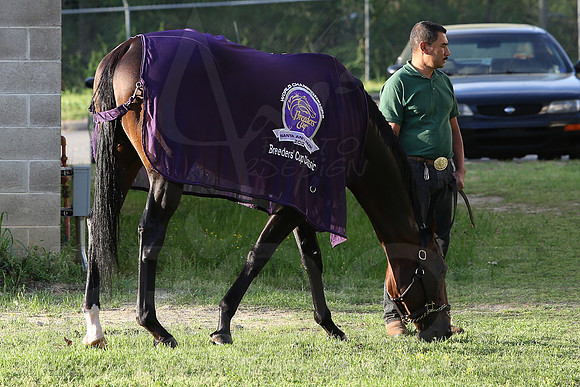 Arkansas Derby 2013 (© Justin Manning) JWM0033
