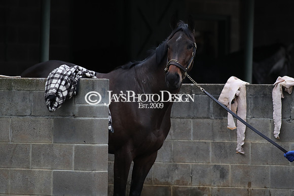 z250104_SmartyJonesStakesDay _JWM_0136