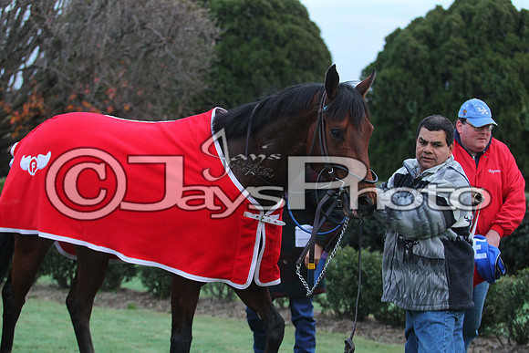 Oaklawn Smarty Jones Stakes 1-18-2016 (©Justin Manning) JWM_(0605