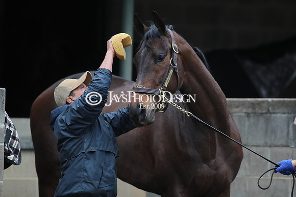 z250104_SmartyJonesStakesDay _JWM_0149