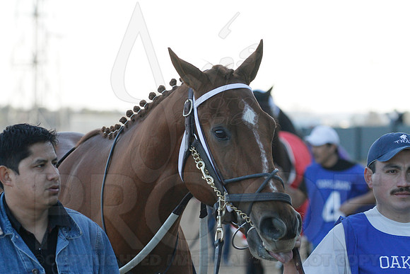 Oaklawn 1-21-13 (Smarty Jones Stakes) (Justin Manning)0063