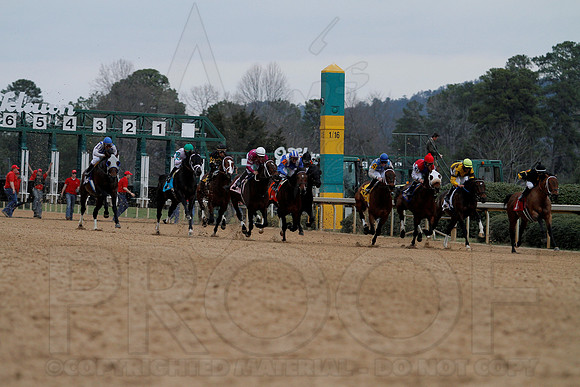 The 54th running of the Razorback Handicap 3-9-13 JWM0215 (©Justin Manning)