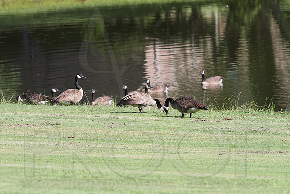 Glen Rose Golf 8-15-13 (Silver Springs) (© Justin Manning) JWM0165