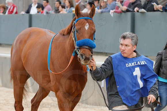 Fantasy Stakes 4-5-2014 (© Justin Manning) JWM_0405