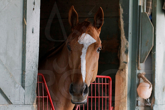 Oaklawn 1-11-13 (Justin Manning)0039