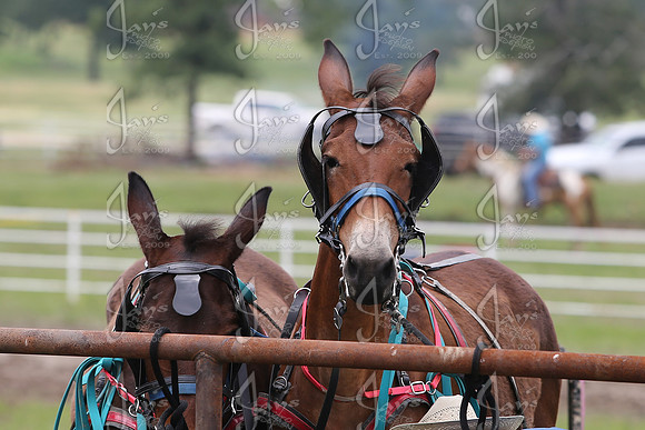 Whiskey Ridge Ranch (Chuckwagon Races) 5-25-25_JWM_1237