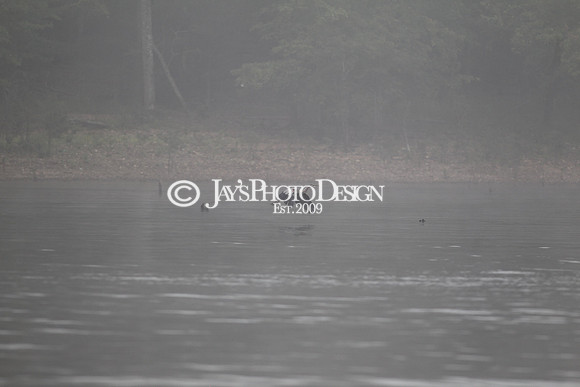 JWM 180910_FLW Forrest Wood Cup (Day 1)_0224