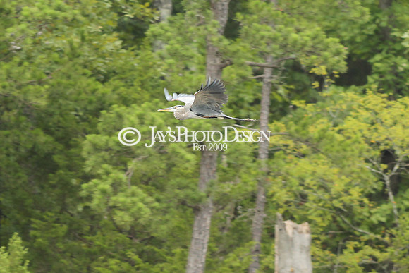 JWM 180812_FLW Forrest Wood Cup (Day 3)_0097