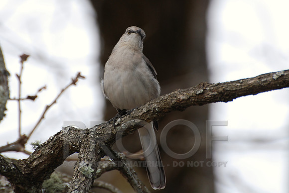 DSC_0003 (2)