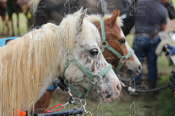 Whiskey Ridge Ranch (Chuckwagon Races) 5-25-25_JWM_1219