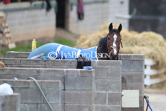 z250104_SmartyJonesStakesDay _JWM_0151