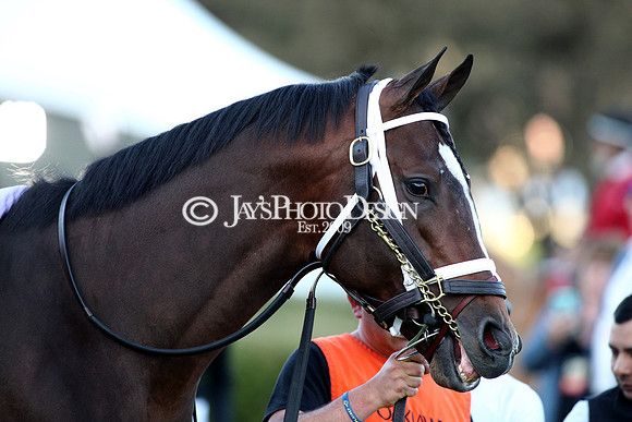 z240224_RebelStakes_JWM_1569