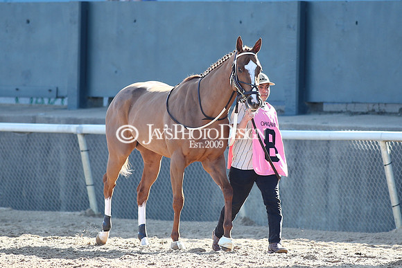 z240224_CarouselStakes_JWM_0133