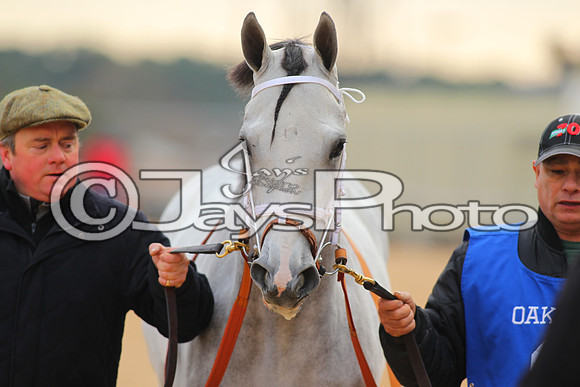 Oaklawn Smarty Jones Stakes 1-18-2016 (©Justin Manning) JWM_(0044