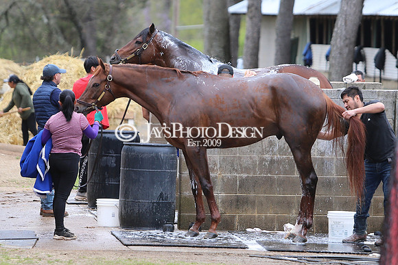 z240330_ArkansasDerbyDay_JWM_0292
