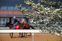 Apple Blossom Stakes Day 4-12-25_JWM_0041