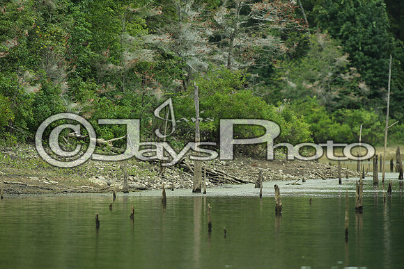 Forrest Wood Cup (Day 2) 8-21-2015 (©Justin Manning) JWM_227