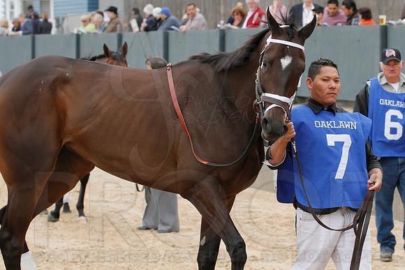 Fantasy Stakes 4-5-2014 (© Justin Manning) JWM_0413