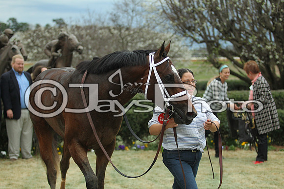 Southwest Stakes (GradeIII) 2-20-17_JWM01042