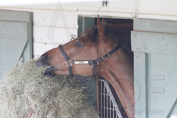 Oaklawn 1-11-13 (Justin Manning)0010