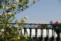 Apple Blossom Stakes Day 4-12-25_JWM_0075