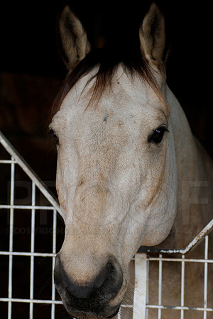 Oaklawn 1-11-13 (Justin Manning)0012