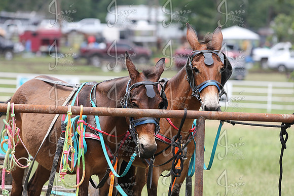 Whiskey Ridge Ranch (Chuckwagon Races) 5-25-25_JWM_1240