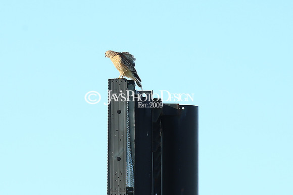 z220312_AzeriStakes_Manning_0017