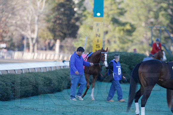 Oaklawn 1-21-13 (Smarty Jones Stakes) (Justin Manning)0122