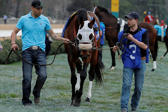 The 54th running of the Razorback Handicap 3-9-13 JWM0100 (©Justin Manning)