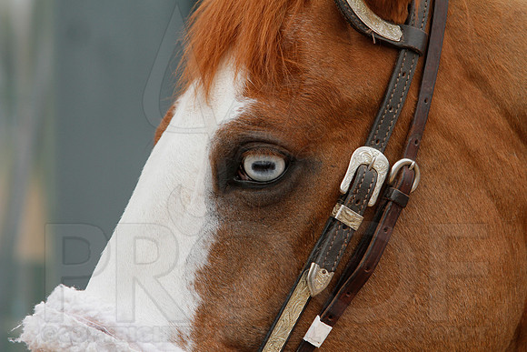 Fantasy Stakes 4-5-2014 (© Justin Manning) JWM_0284