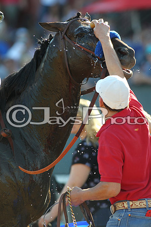 JWM_170318_EssexStakes_00499