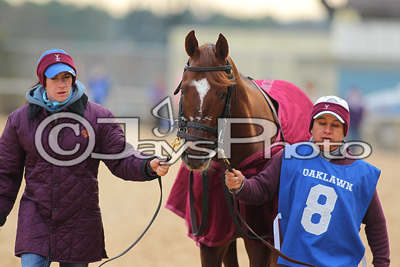 Oaklawn Smarty Jones Stakes 1-18-2016 (©Justin Manning) JWM_(0068