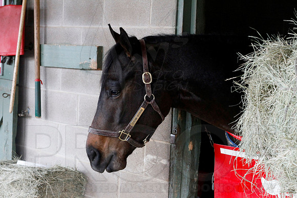 Oaklawn 1-13-13 (Justin Manning)0012