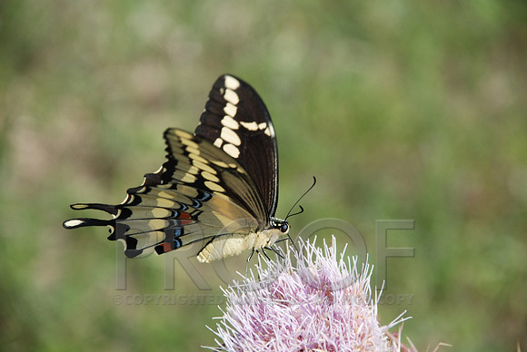 DSC_0084.JPG