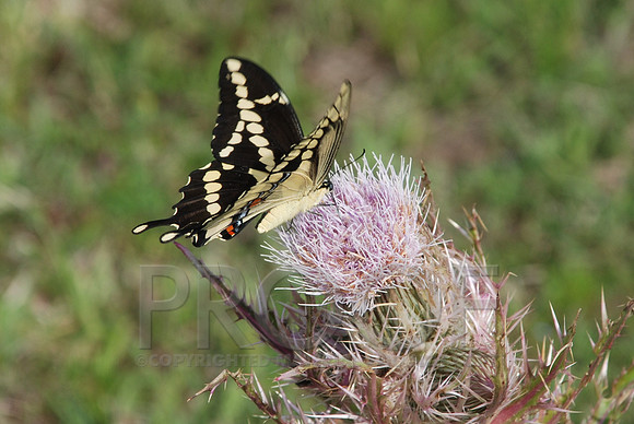 DSC_0077.JPG