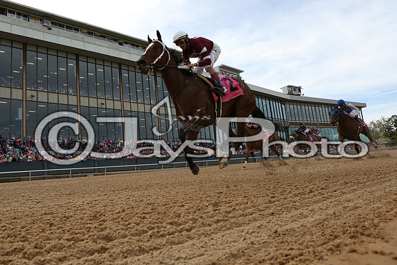 Apple Blossom (Grade I) 4-10-2015 (©Justin Manning) JWM_0027