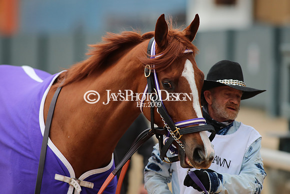 z250104_MockingbirdStakes _JWM_0473